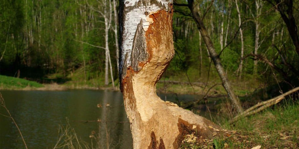 Tree With Beaver Damage