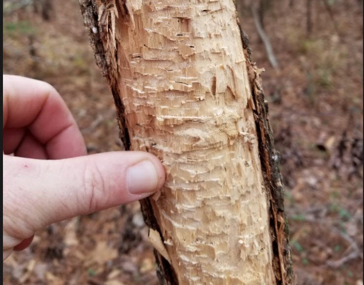 Upclose view to show scale