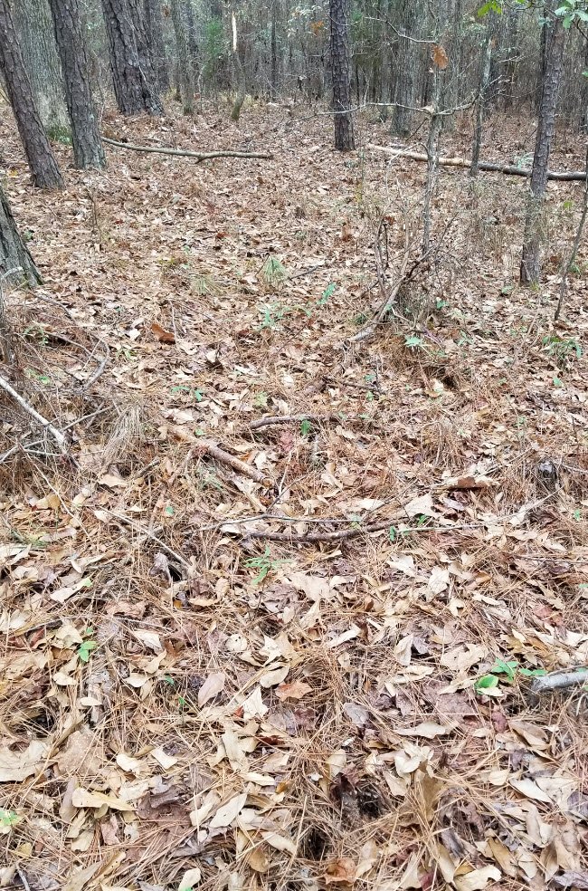 View from a distance with deer tracks