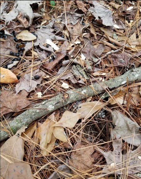 Deer scat and deer tracks