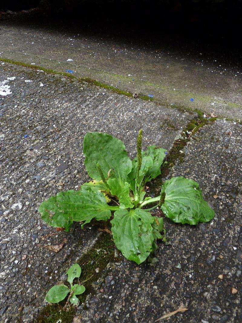 Plantago major