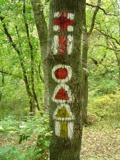 trail signs painted on trees