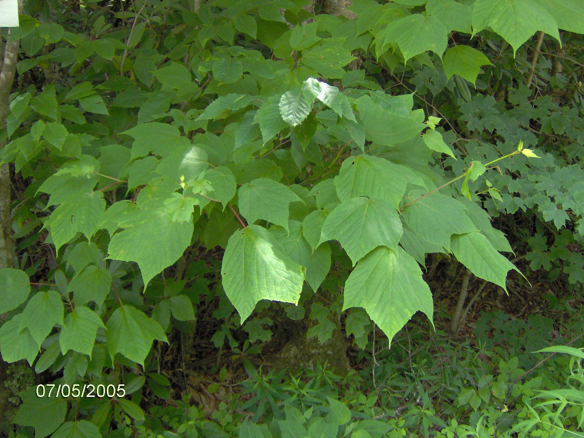 Striped maple