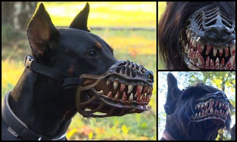 Dog wearing a muzzle decorated to look as if the dog Is baring sharp, bloodstained teeth